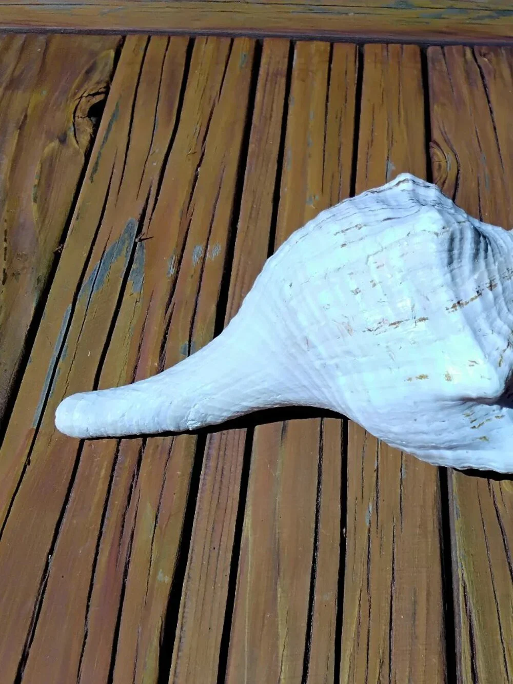 11" Florida Horse Conch Sea Shell Coastal Decor. Triplofusus Giganteus - Picture 4 of 7